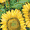 Sunflowers 8